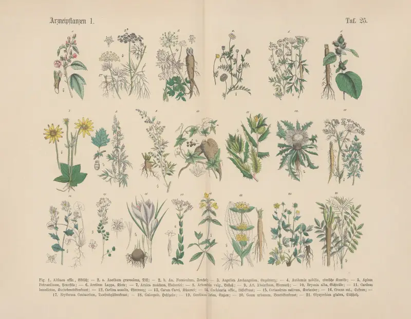 Lehrbuch der praktischen Pflanzenkunde in Wort und Bild Pl.25 av Carl Hoffmann