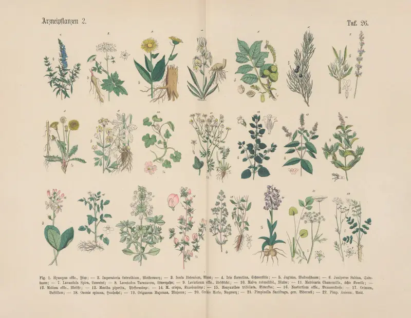 Lehrbuch der praktischen Pflanzenkunde in Wort und Bild Pl.26 av Carl Hoffmann