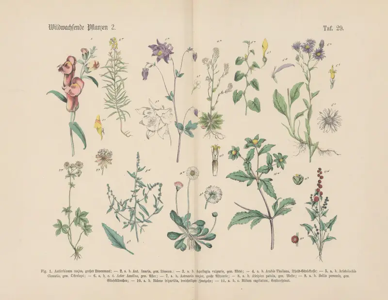 Lehrbuch der praktischen Pflanzenkunde in Wort und Bild Pl.29 av Carl Hoffmann