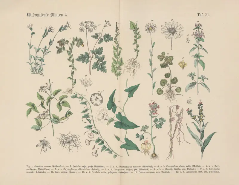 Lehrbuch der praktischen Pflanzenkunde in Wort und Bild Pl.31 av Carl Hoffmann