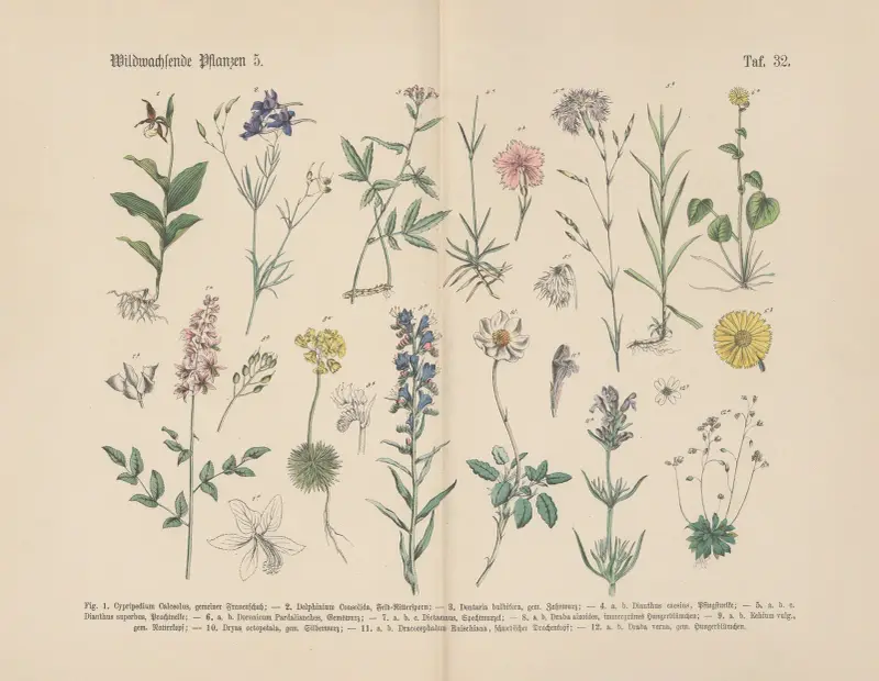 Lehrbuch der praktischen Pflanzenkunde in Wort und Bild Pl.32 av Carl Hoffmann
