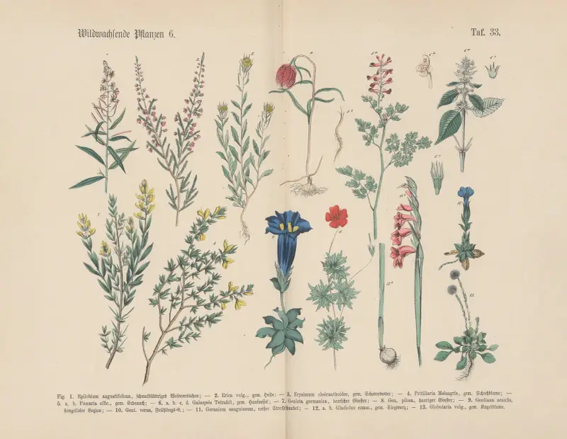 Lehrbuch der praktischen Pflanzenkunde in Wort und Bild Pl.33 av Carl Hoffmann
