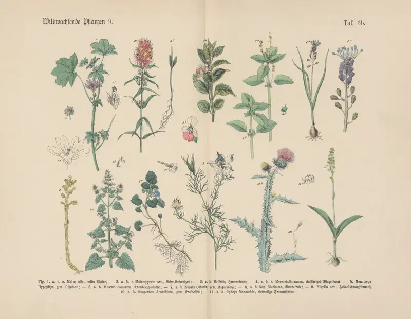 Lehrbuch der praktischen Pflanzenkunde in Wort und Bild Pl.36 av Carl Hoffmann