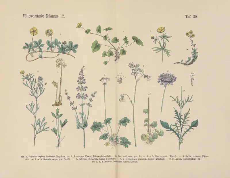 Lehrbuch der praktischen Pflanzenkunde in Wort und Bild Pl.39 av Carl Hoffmann