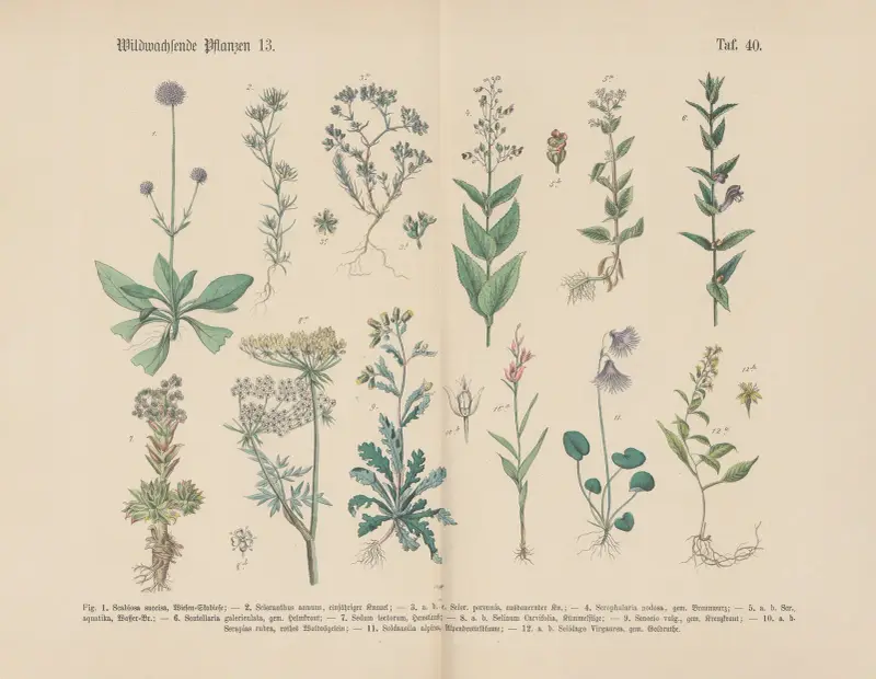 Lehrbuch der praktischen Pflanzenkunde in Wort und Bild Pl.40 av Carl Hoffmann