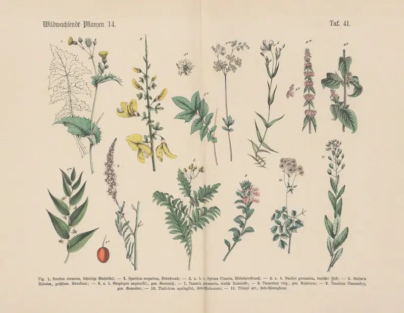 Lehrbuch der praktischen Pflanzenkunde in Wort und Bild Pl.41 av Carl Hoffmann