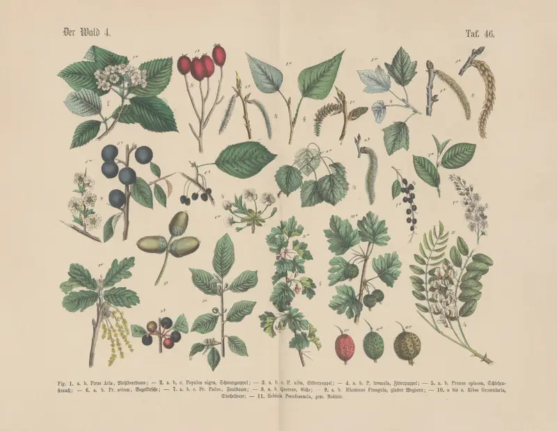 Lehrbuch der praktischen Pflanzenkunde in Wort und Bild Pl.46 av Carl Hoffmann