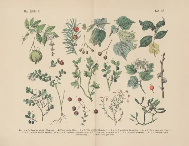 Lehrbuch der praktischen Pflanzenkunde in Wort und Bild Pl.48 av Carl Hoffmann