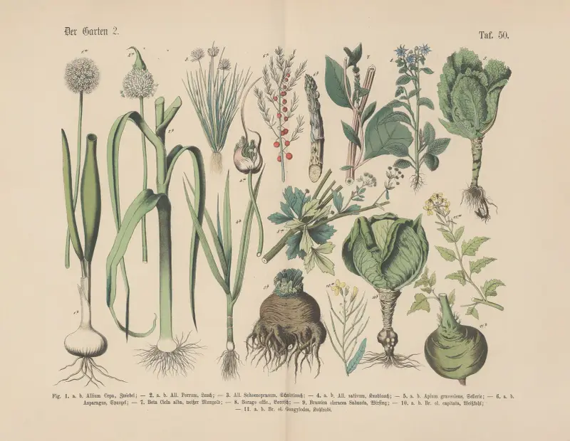 Lehrbuch der praktischen Pflanzenkunde in Wort und Bild Pl.50 av Carl Hoffmann