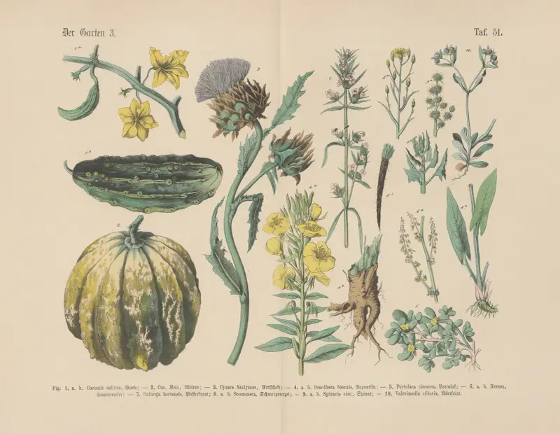 Lehrbuch der praktischen Pflanzenkunde in Wort und Bild Pl.51 av Carl Hoffmann