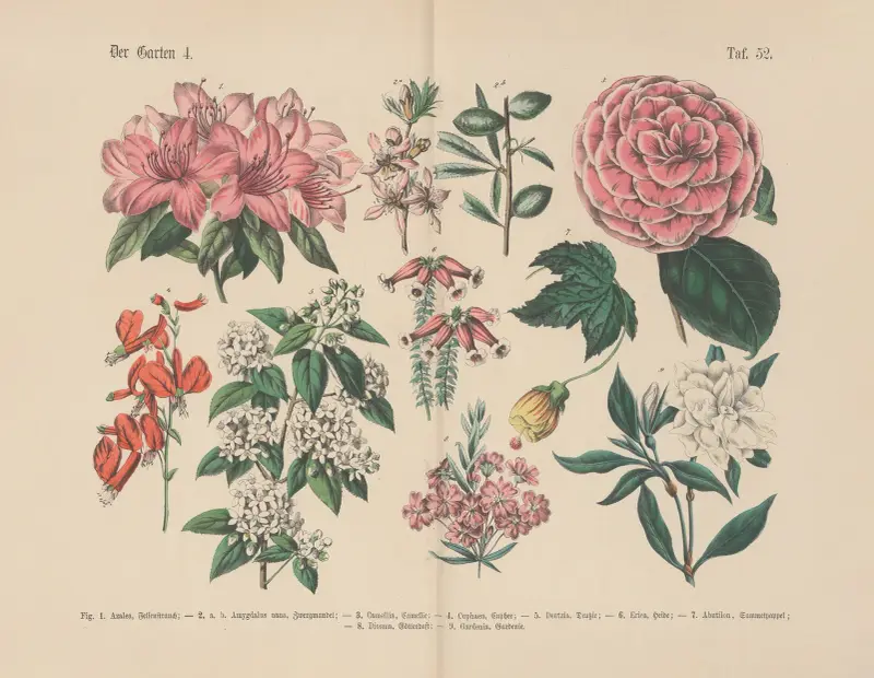 Lehrbuch der praktischen Pflanzenkunde in Wort und Bild Pl.52 av Carl Hoffmann