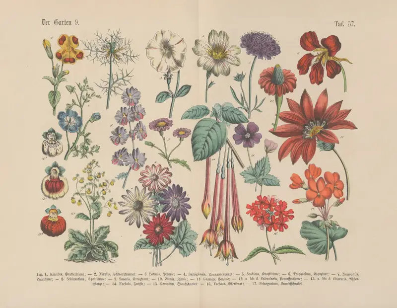 Lehrbuch der praktischen Pflanzenkunde in Wort und Bild Pl.57 av Carl Hoffmann