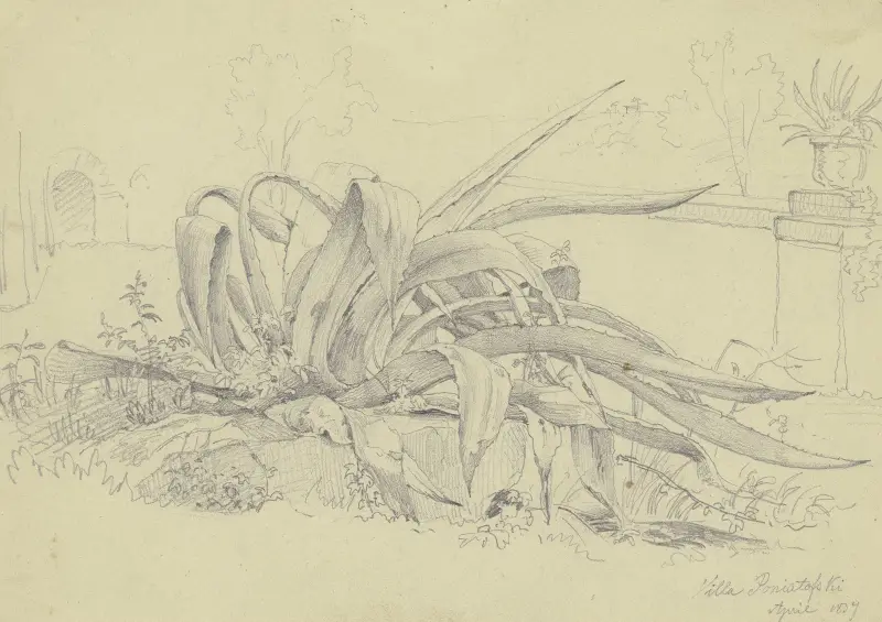 Växtstudie (agave) från Villa Poniatowski av Carl Morgenstern