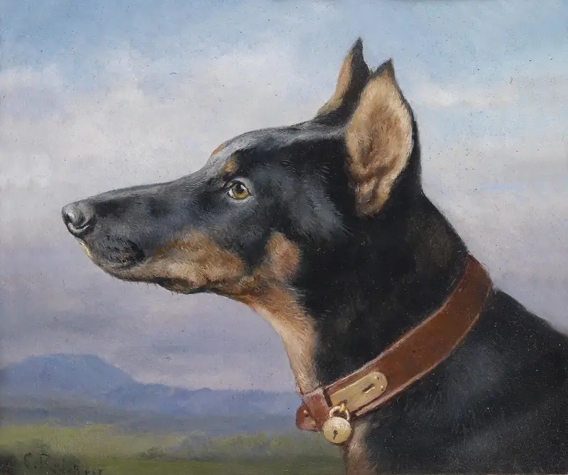 Porträtt av en dobermann av Carl Reichert