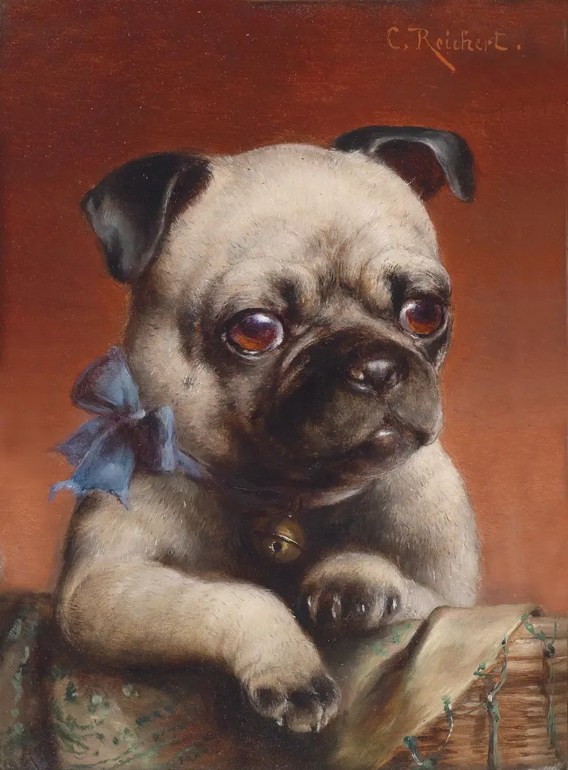 Ung mops av Carl Reichert