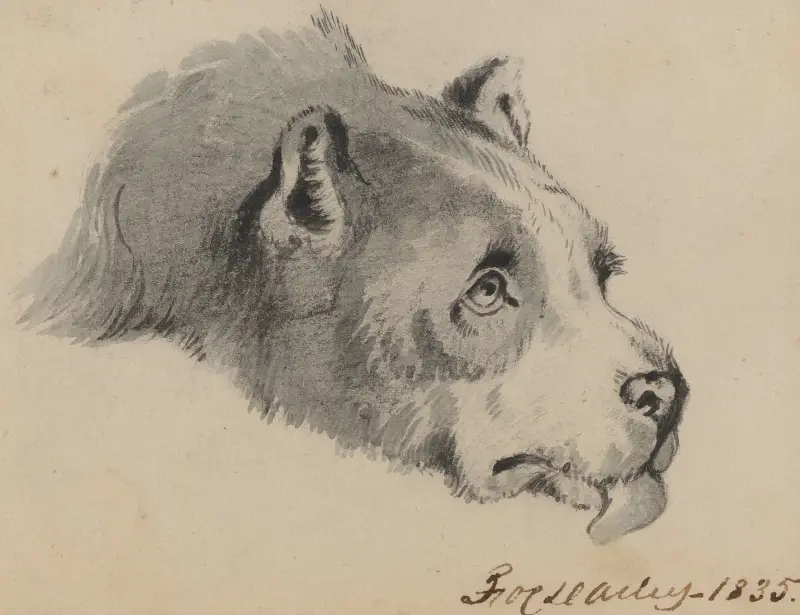 Hundhuvud av Felix Octavius Carr Darley