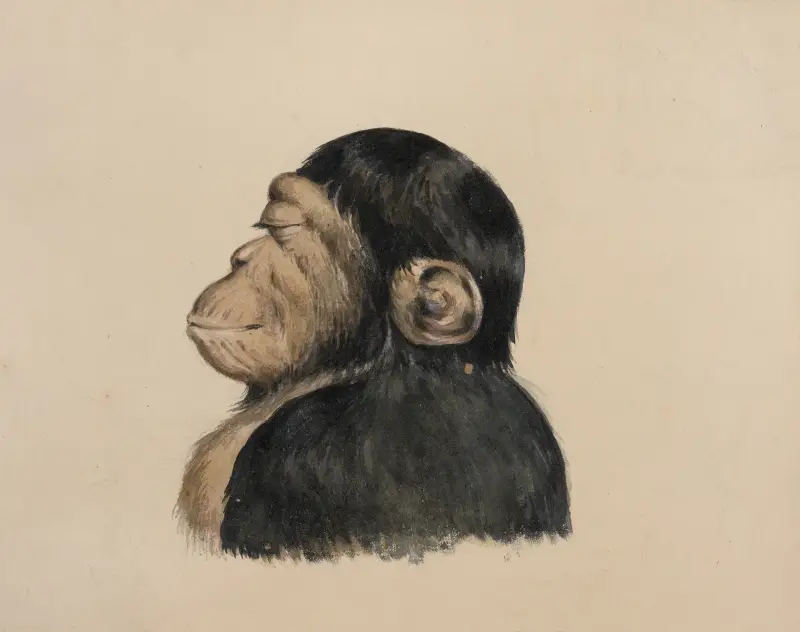 Orang-Utang von Felix Octavius Carr Darley