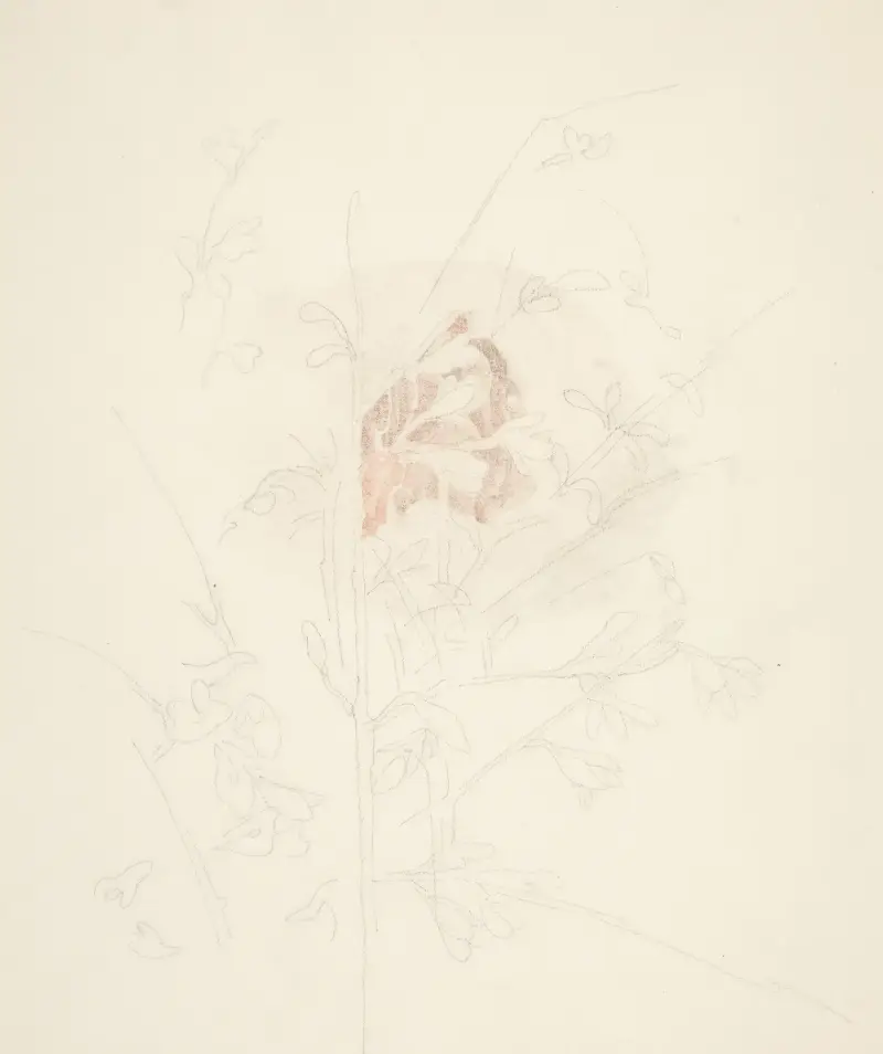 Květina, Charles Demuth