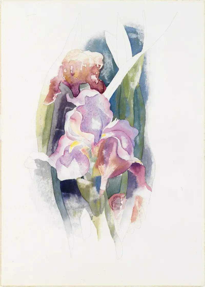 Purpurfärgad iris av Charles Demuth
