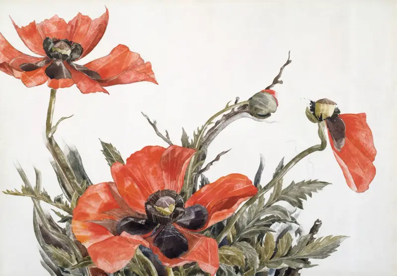 Röda vallmo av Charles Demuth