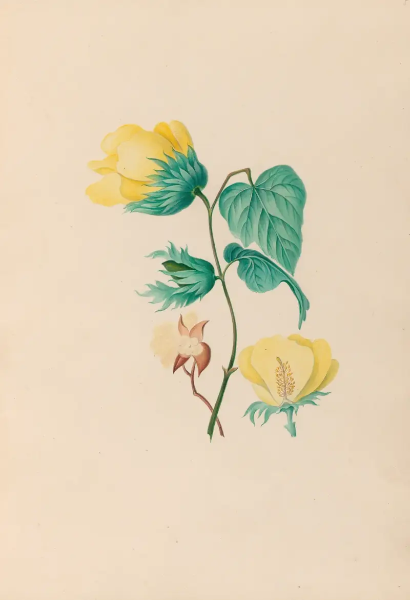 Zeichnungen tropischer Blumen und Früchte aus Südamerika, Taf. 05 von Charles Empson