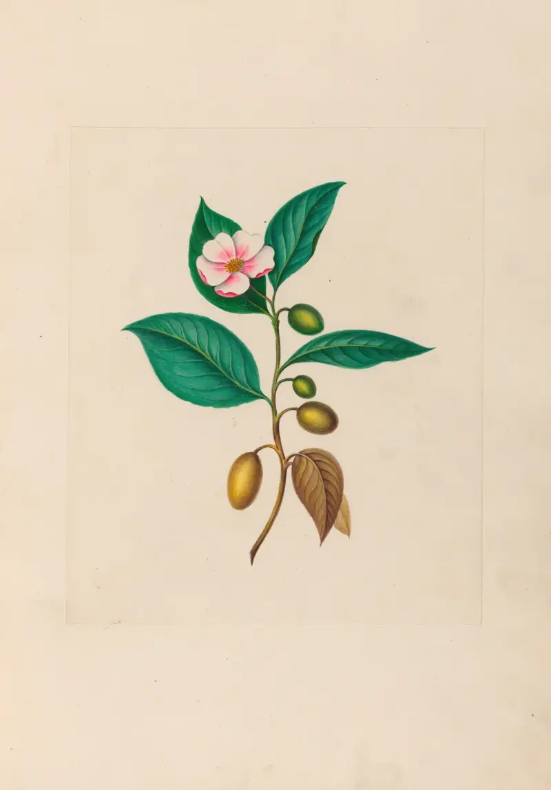 Zeichnungen tropischer Blumen und Früchte aus Südamerika, Taf. 6 von Charles Empson