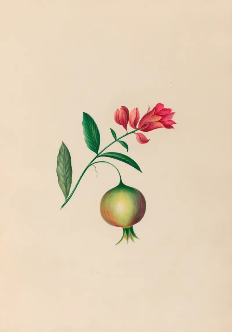 Teckningar av tropiska blommor och frukter från Sydamerika, pl. 08 av Charles Empson