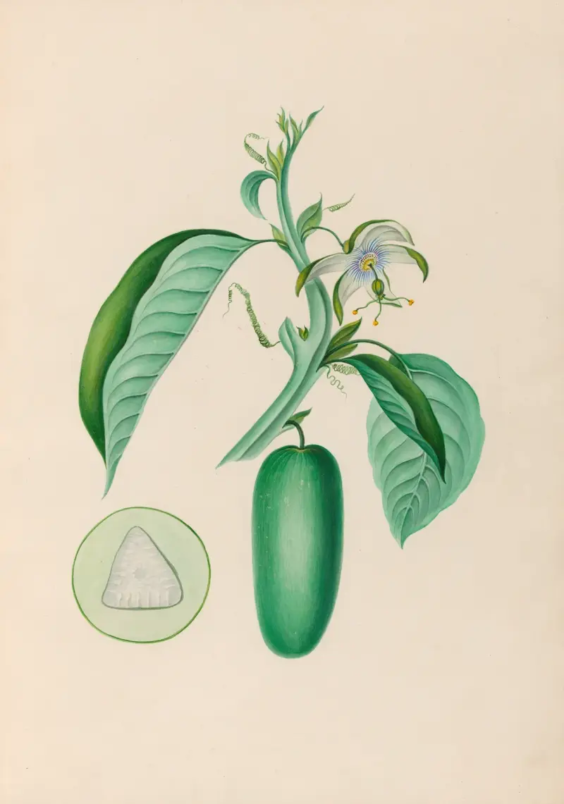 Drawings of tropical flowers and fruits, from South America Pl.10 av Charles Empson