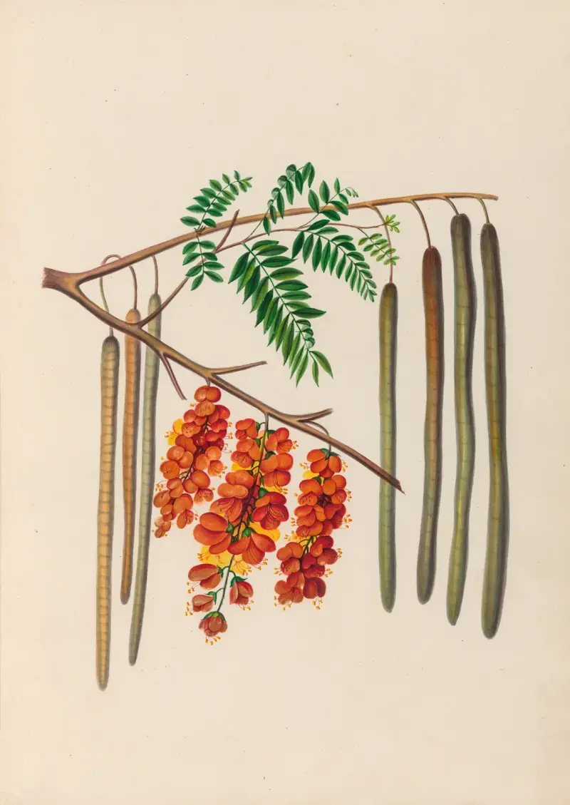 Teckningar av tropiska blommor och frukter från Sydamerika, plansch 11 av Charles Empson
