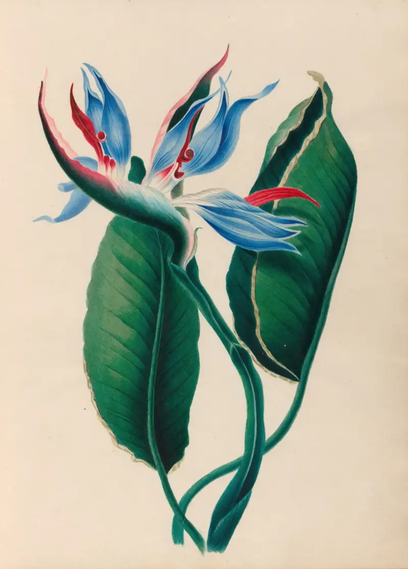 Drawings of tropical flowers and fruits, from South America Pl.13 av Charles Empson