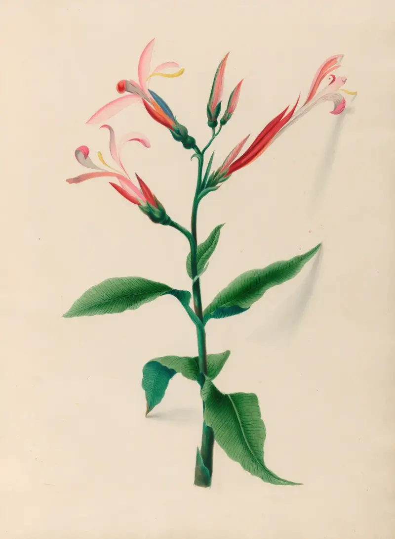 Teckningar av tropiska blommor och frukter från Sydamerika, plansch 17 av Charles Empson