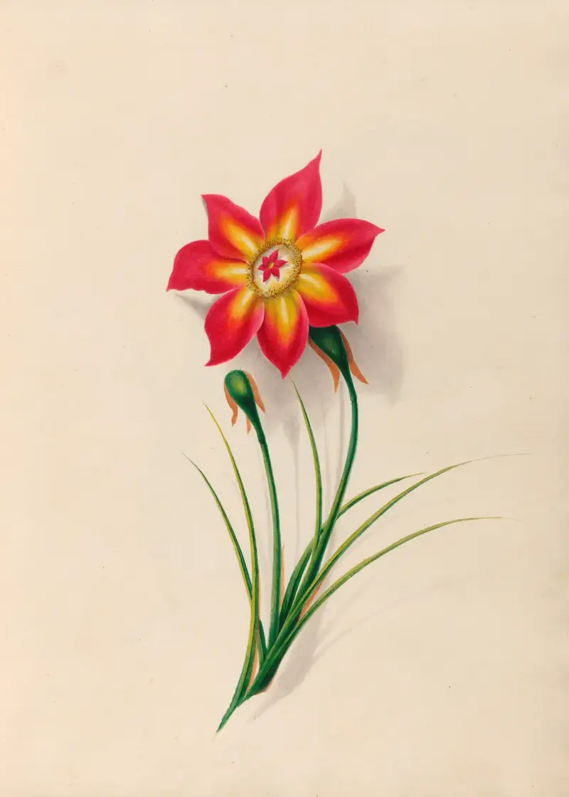Teckningar av tropiska blommor och frukter från Sydamerika, plansch 19 av Charles Empson
