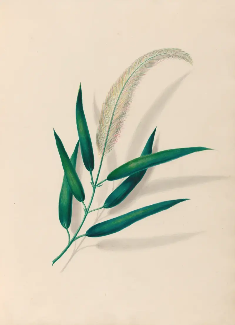 Drawings of tropical flowers and fruits, from South America Pl.20 av Charles Empson