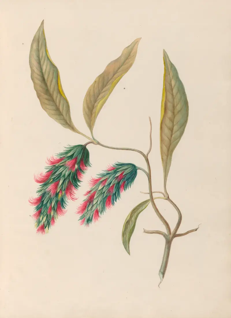 Teckningar av tropiska blommor och frukter från Sydamerika, plansch 24 av Charles Empson