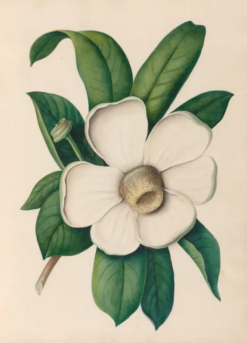 Teckningar av tropiska blommor och frukter från Sydamerika, plansch 25 av Charles Empson