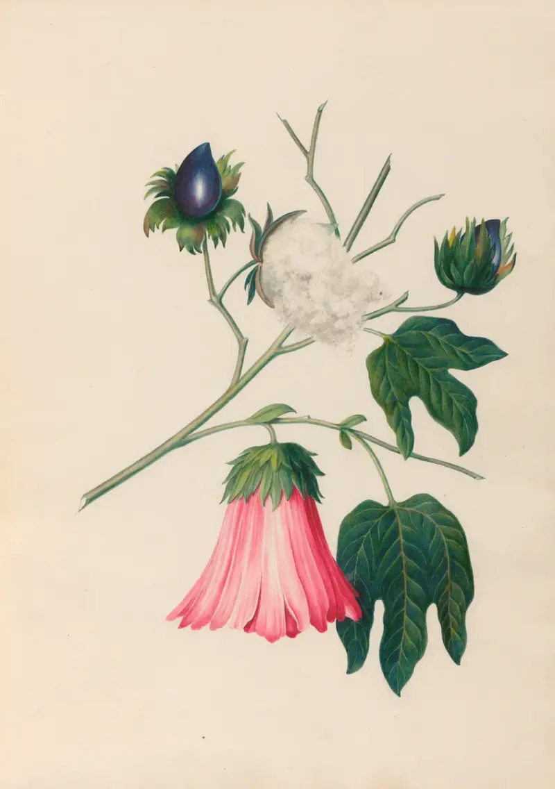 Drawings of tropical flowers and fruits, from South America Pl.29 av Charles Empson
