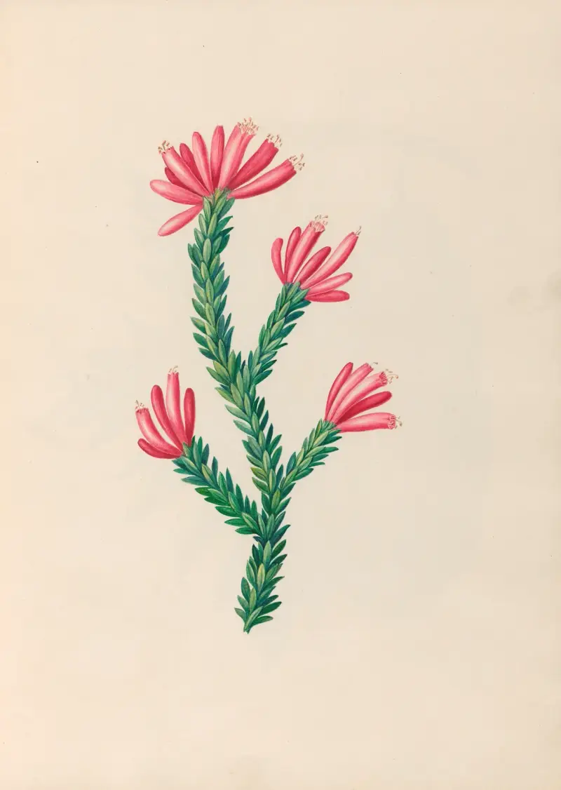 Drawings of tropical flowers and fruits, from South America Pl.34 av Charles Empson