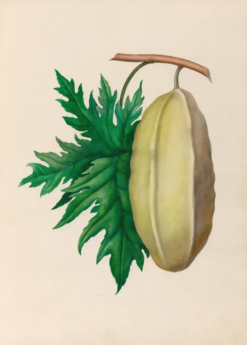 Teckningar av tropiska blommor och frukter från Sydamerika, pl. 35 av Charles Empson