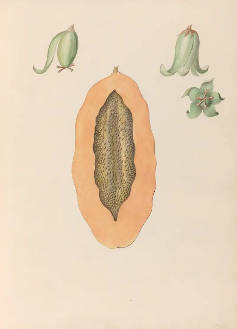Drawings of tropical flowers and fruits, from South America Pl.36 av Charles Empson