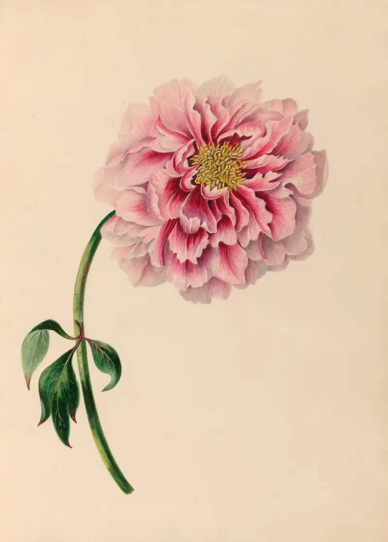 Drawings of tropical flowers and fruits, from South America Pl.38 av Charles Empson