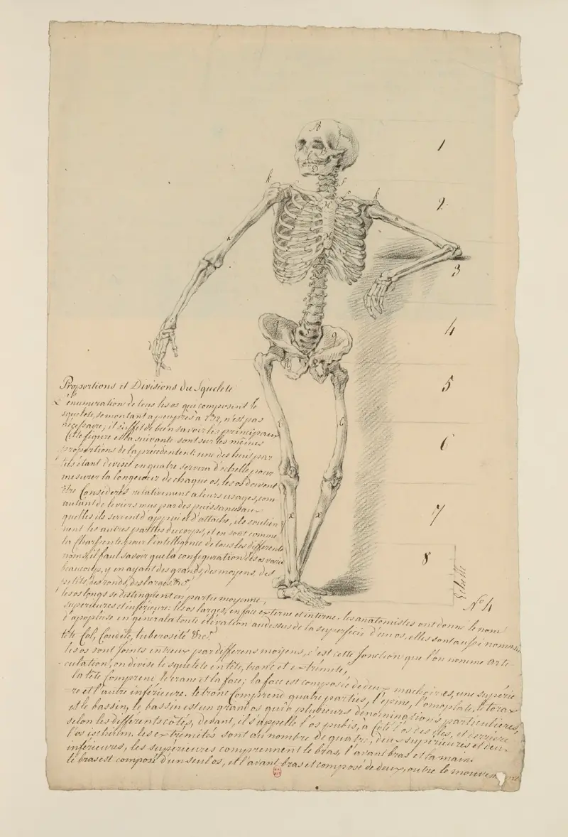 Anatomiehefte Pl. 03 von Charles Monnet