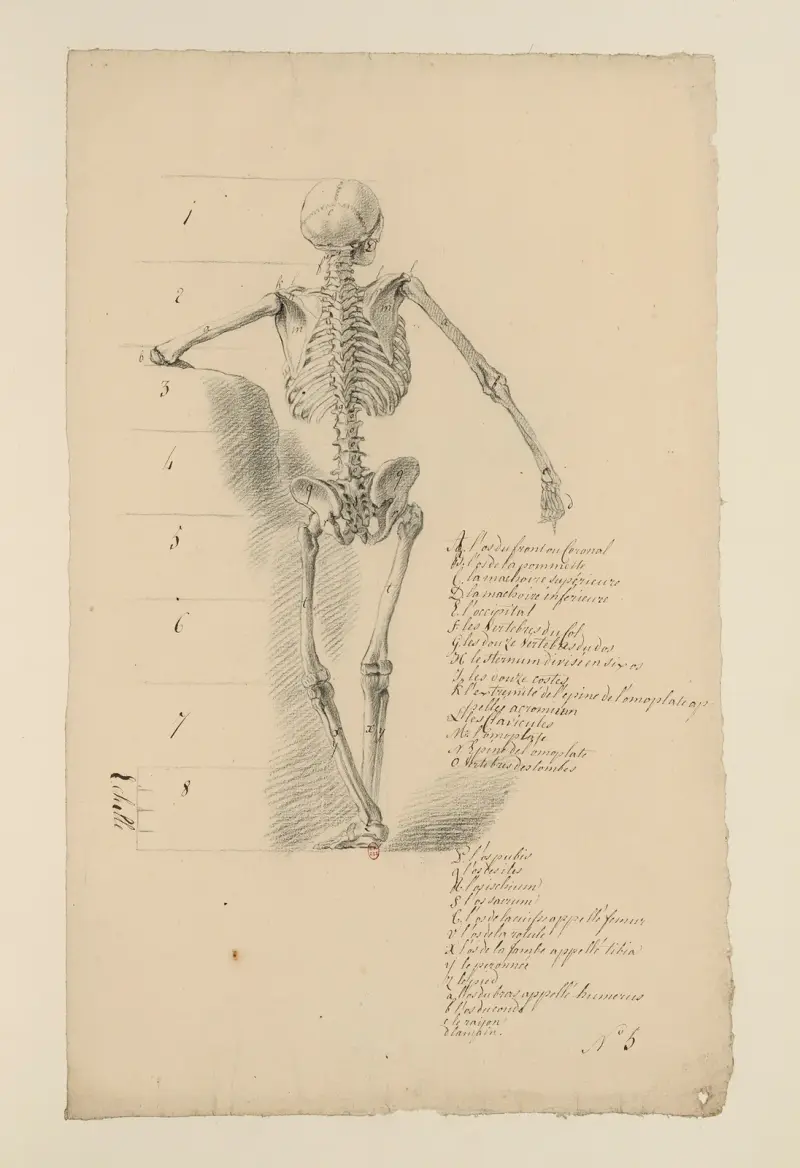 Cahiers d’Anatomie Pl.04 av Charles Monnet