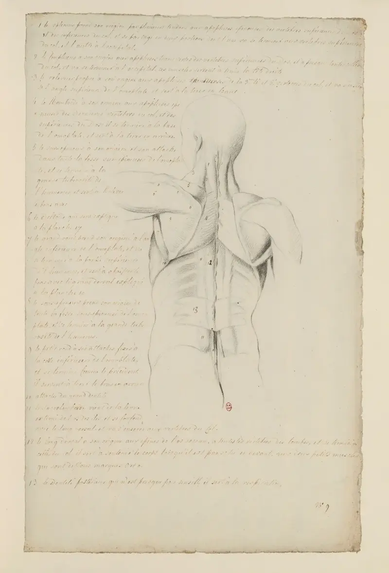 Cahiers d'Anatomie, Tafel 8 von Charles Monnet