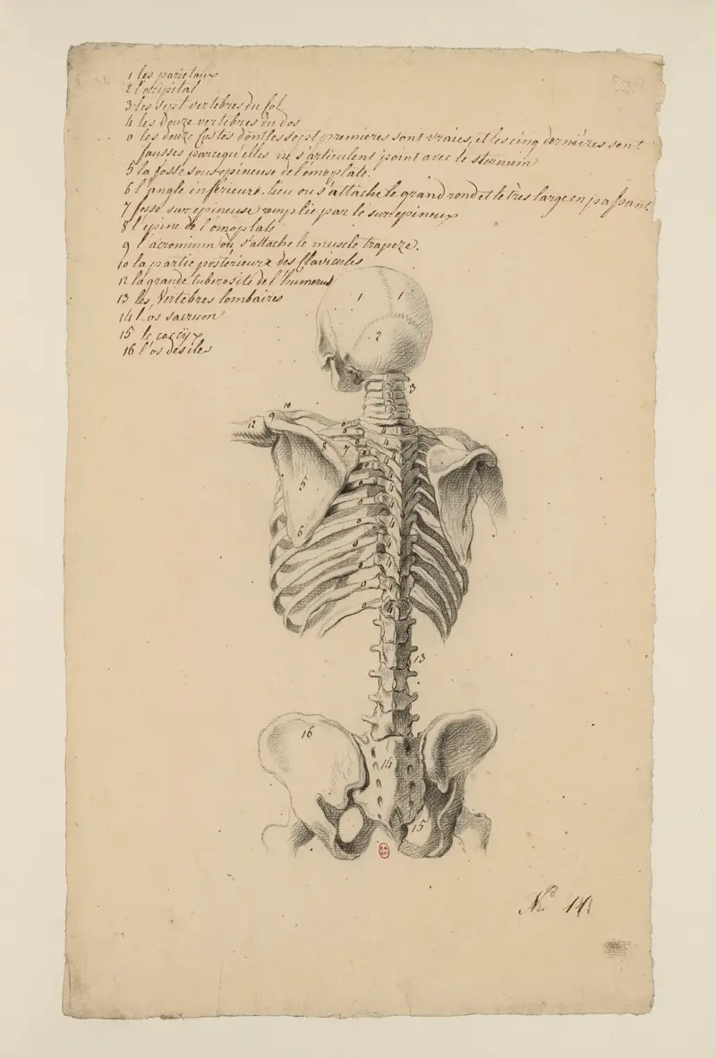 Anatomiska häften Pl.10 (1700-talet) av Charles Monnet