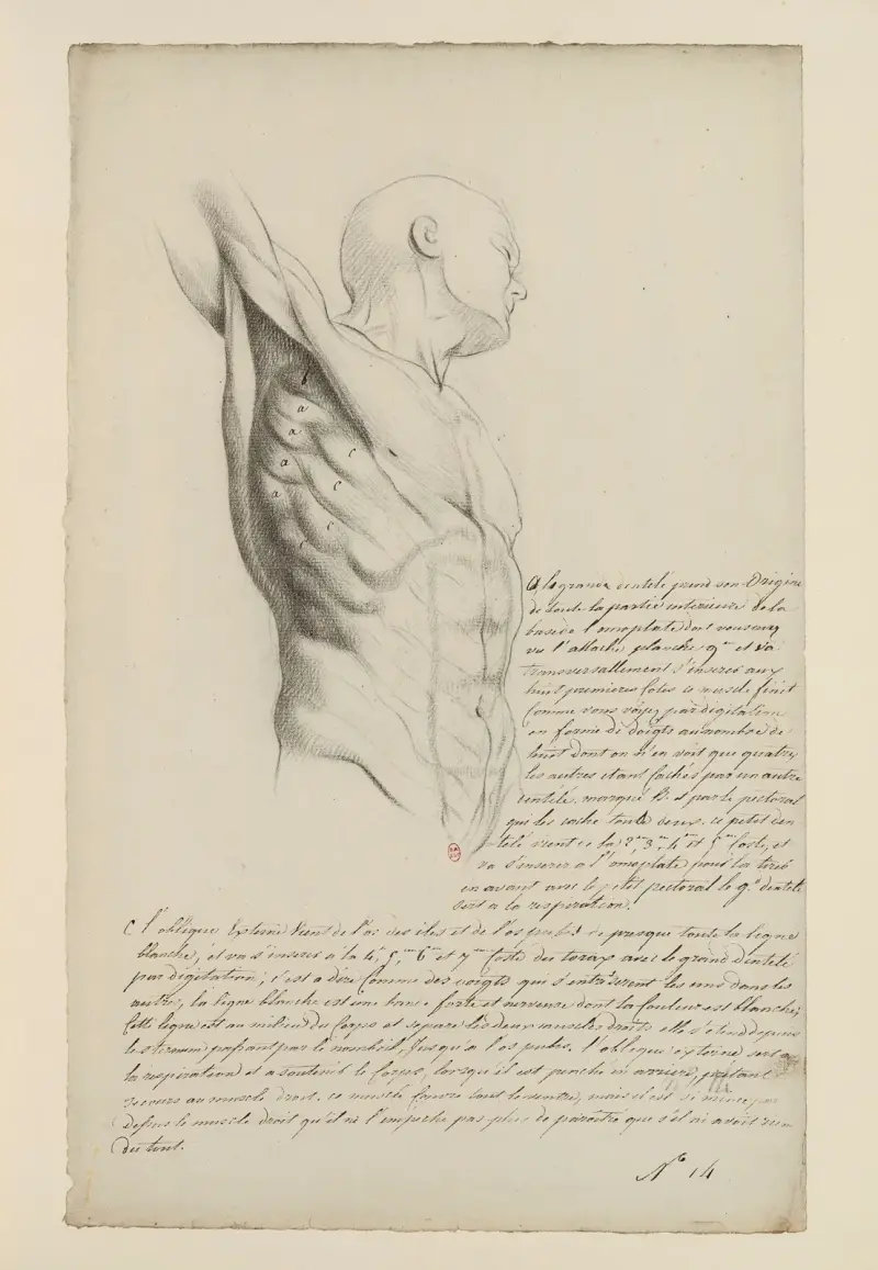 Cahiers d'Anatomie Pl.13, Charles Monnet