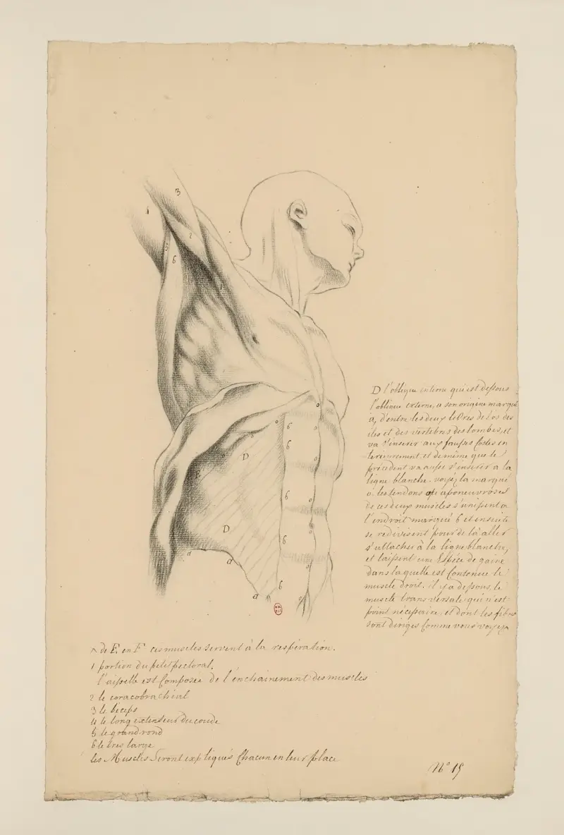 Cahiers d’Anatomie Pl.14 av Charles Monnet