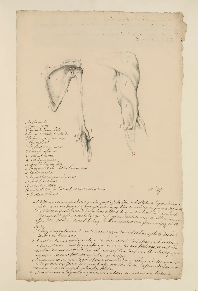 Anatomische Hefte, Tafel 16 von Charles Monnet