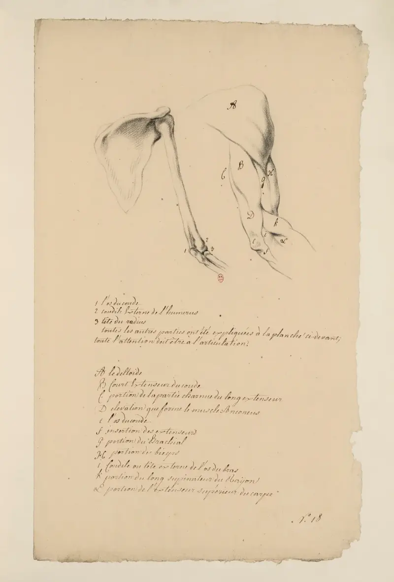 Anatomische Hefte Taf. 17 von Charles Monnet