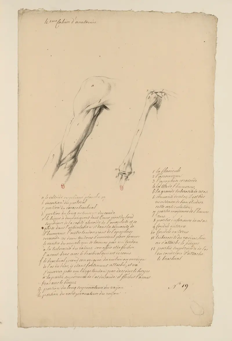 Anatomiehefte Taf. 18 von Charles Monnet