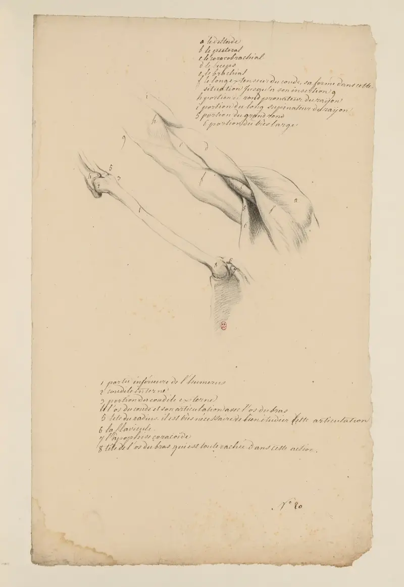 Cahiers d’Anatomie Pl.19 av Charles Monnet